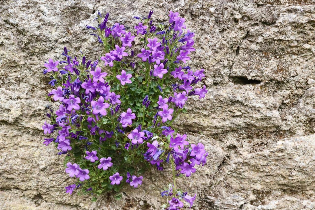 蓬蒂维L'Atelier Et Sa Terrasse公寓 外观 照片